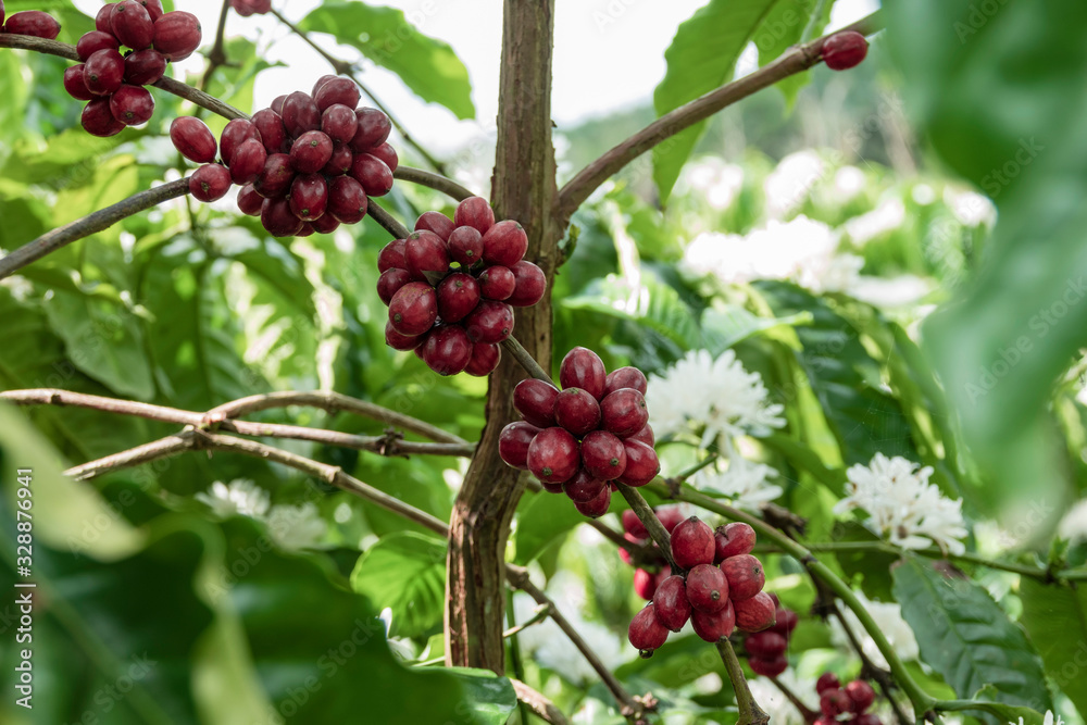 Coffee bean on coffee tree in cafe Plantation Coffee bean on coffee tree in cafe Plantation