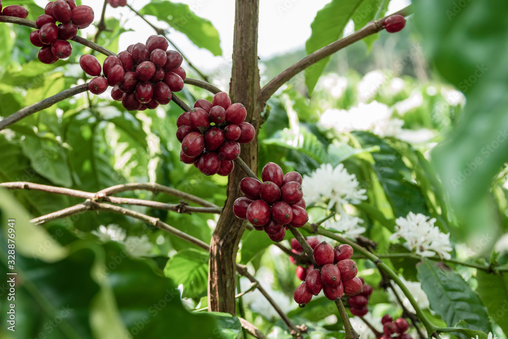 Coffee bean on coffee tree in cafe Plantation