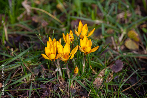 Beautiful yellow crocus blooming on a sunny spring day