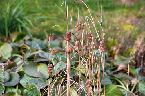 Dry grass growing out of a garden pond on spring day