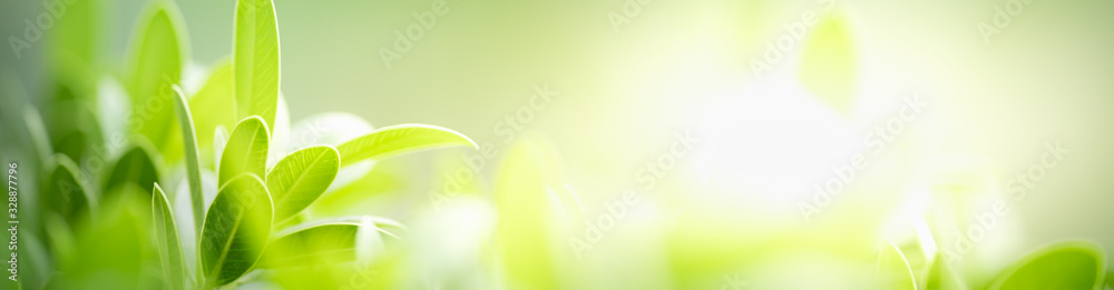 Nature of green leaf in garden at summer. Natural green leaves plants using as spring background cover page greenery environment ecology wallpaper Nature of green leaf in garden at summer. Natural green leaves plants using as spring background cover page greenery environment ecology wallpaper