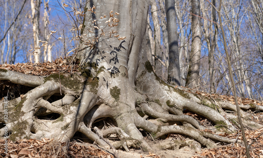 Big tree roots grow outward Big tree roots grow outward