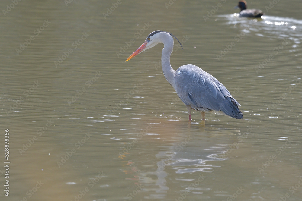 Naklejka premium 美しい青鷺のいる風景