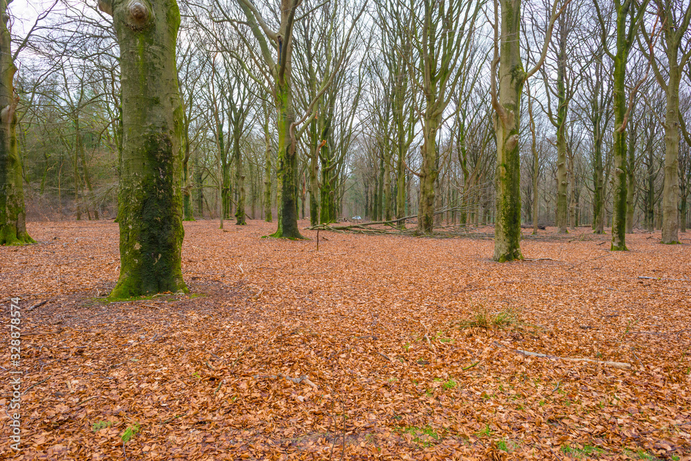 Fototapeta premium Path in a forest with pines and deciduous trees in sunlight in winter