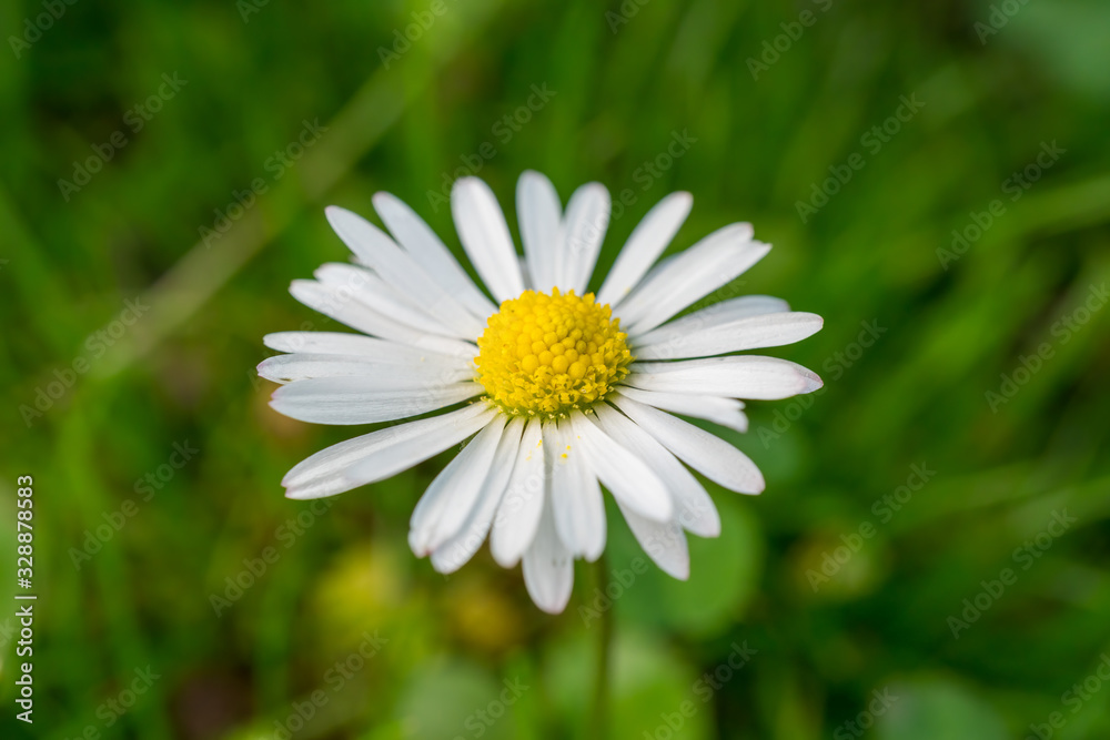 Beautiful white marguerite daisy flower with a green background Beautiful white marguerite daisy flower with a green background