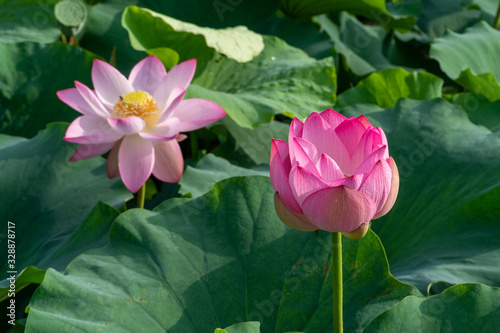 Close-Up of a pink lotus flower