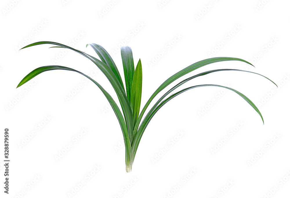 Fototapeta premium Pandan leaves isolated on white background