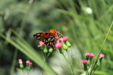 colorful butterfly on a flower