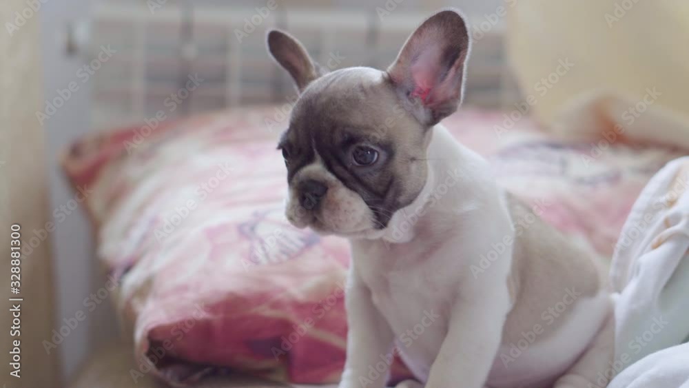 French bulldog puppy sitting on bed in bedroom in the early morning French bulldog puppy sitting on bed in bedroom in the early morning