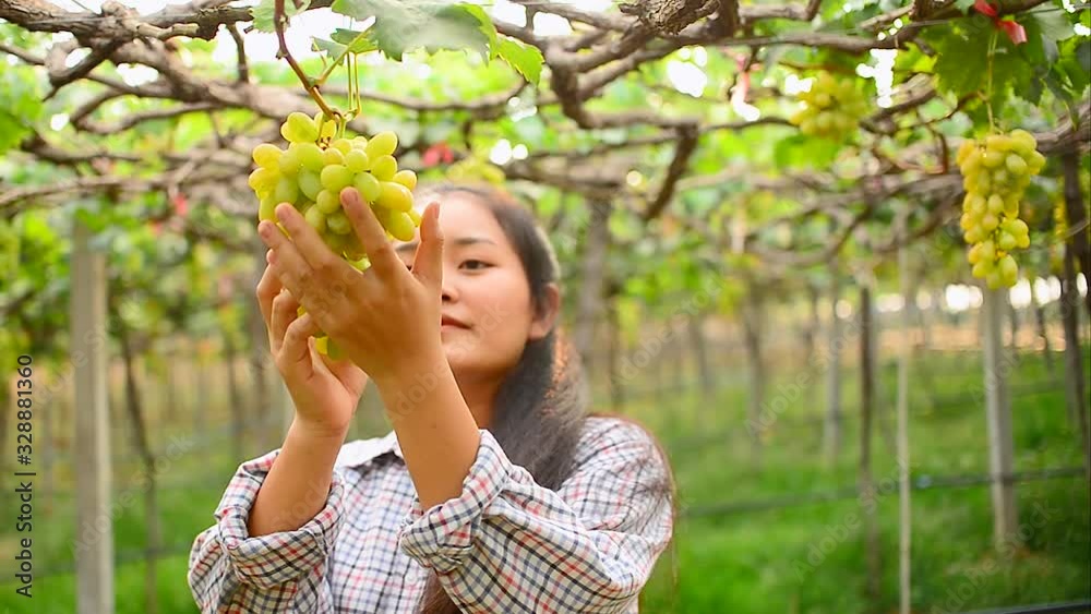 Farmers are checking green grapes in the vineyard. Farmers are checking green grapes in the vineyard.