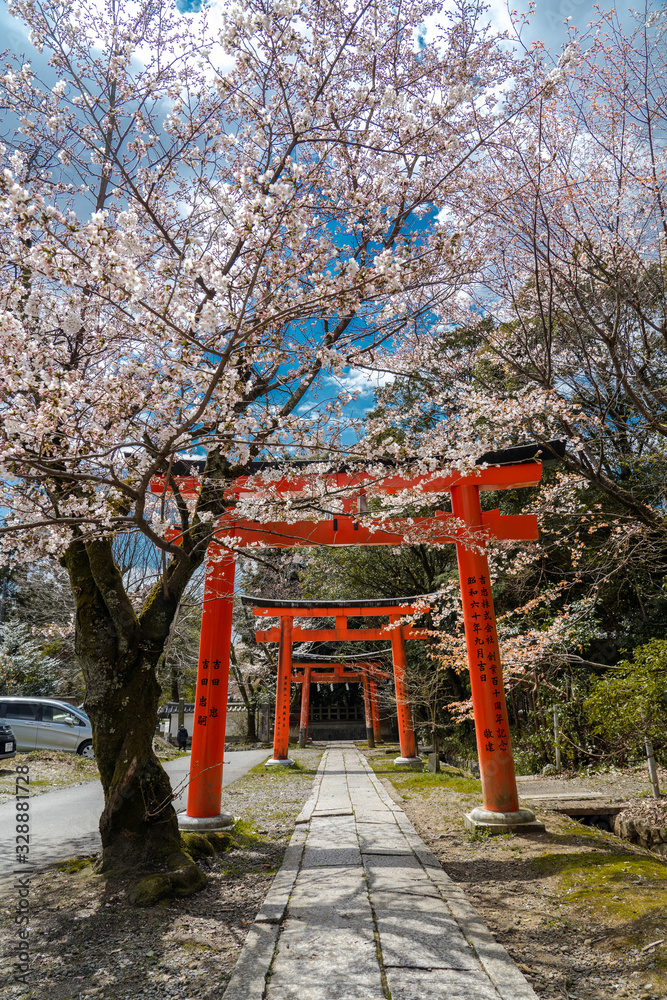 京都 竹中稲荷神社の桜と春景色
