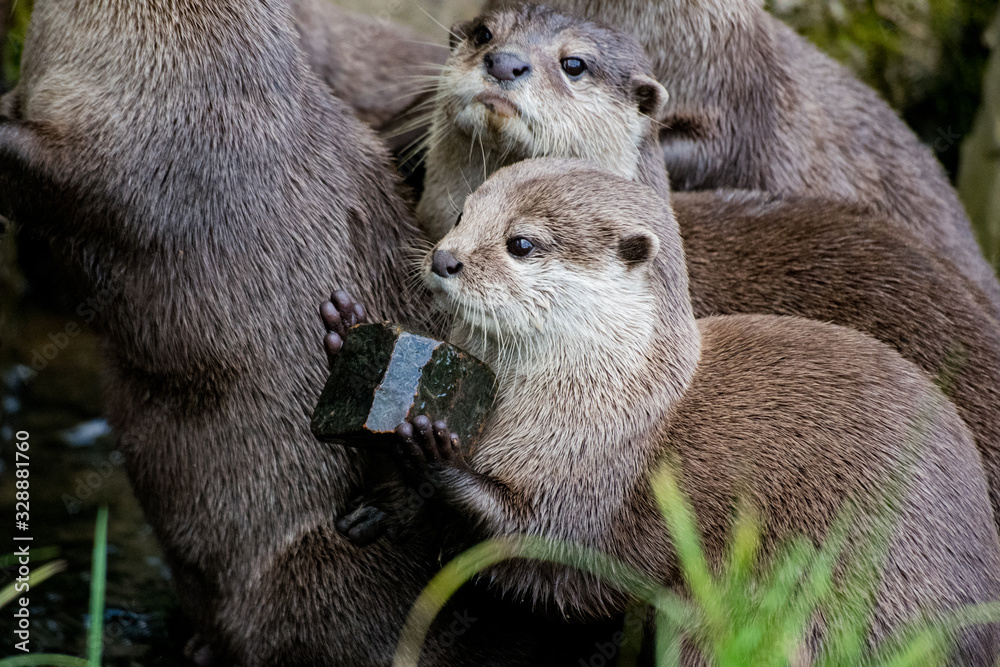 asian otter