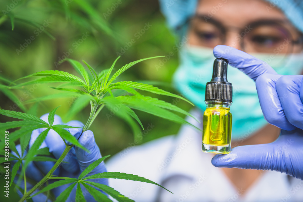 Fototapeta premium Doctor hand hold cannabis oil, Research of hemp oil extracts for medical purposes