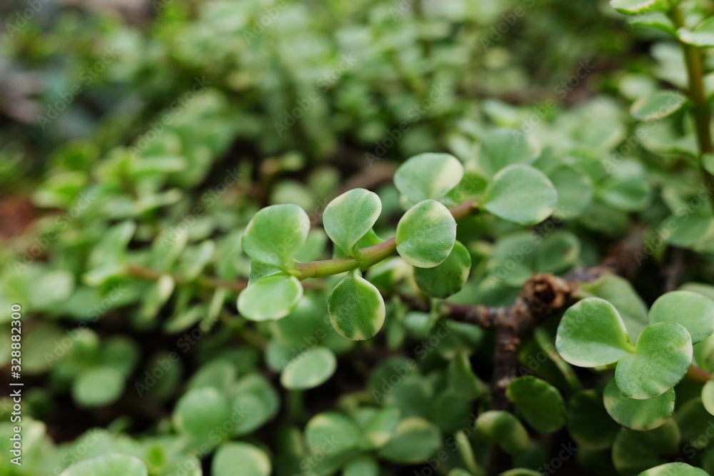Blooming Succulent plants and green leaves ground cover in desert park and cactus garden. Elephant Bush or Portulacaria Afra on Brown pumice stone Blooming Succulent plants and green leaves ground cover in desert park and cactus garden. Elephant Bush or Portulacaria Afra on Brown pumice stone
