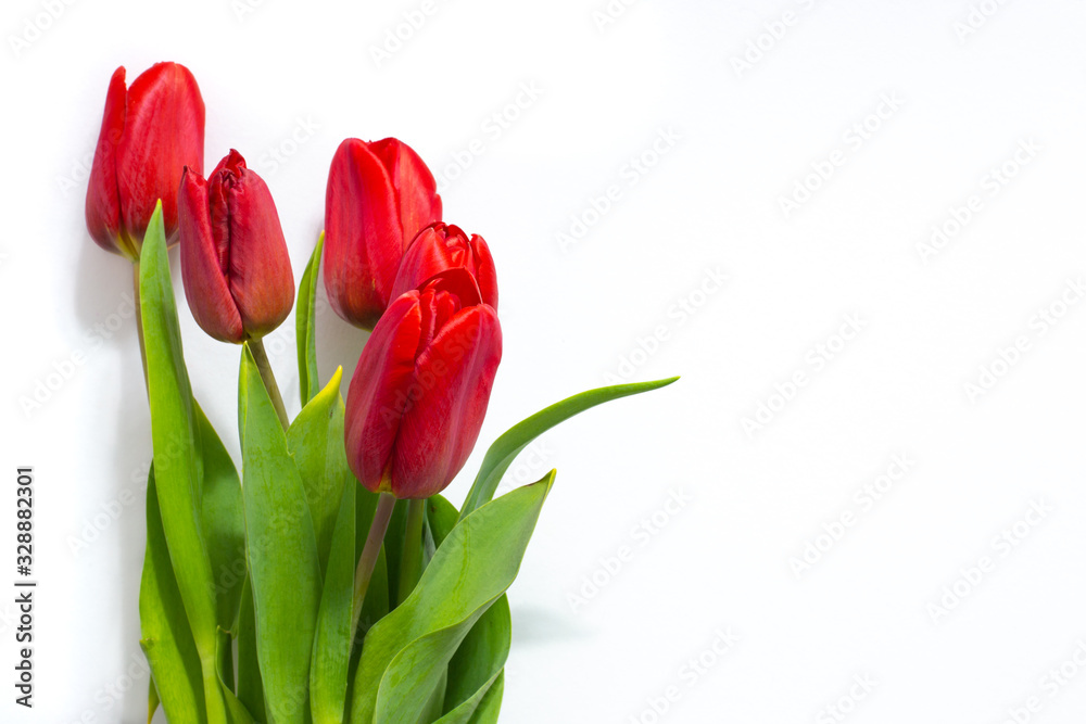 bright red tulips on a white background bright red tulips on a white background
