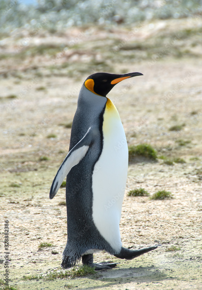 Fototapeta premium King Penguin
