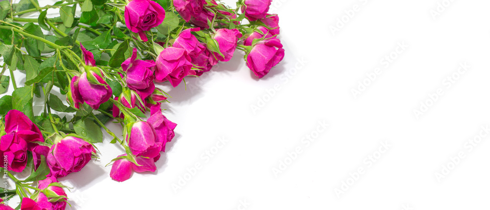 bouquet of small red bush roses on a white background bouquet of small red bush roses on a white background