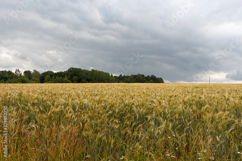 Wheat field and edge of the forest. Overcast weather.