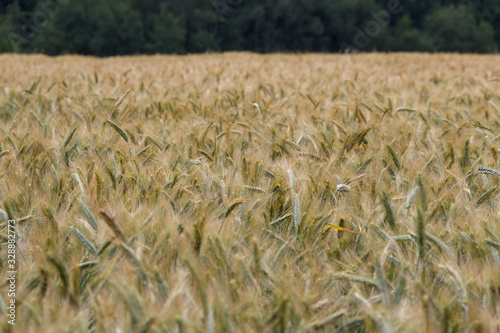 Wheat field against the background of the forest, close-up.