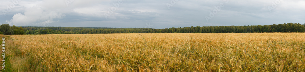 Wheat field panorama, forest in the distance, cloudy sky.