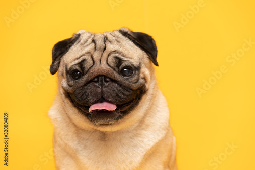adorable dog pug breed making angry face and serious face on yellow background,Happy dog smile ready to summer,Pug Purebred Dog Concept