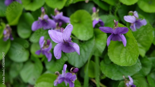 Wallpaper Mural violette Torontodigital.ca