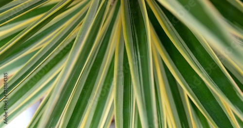 tropical leaf