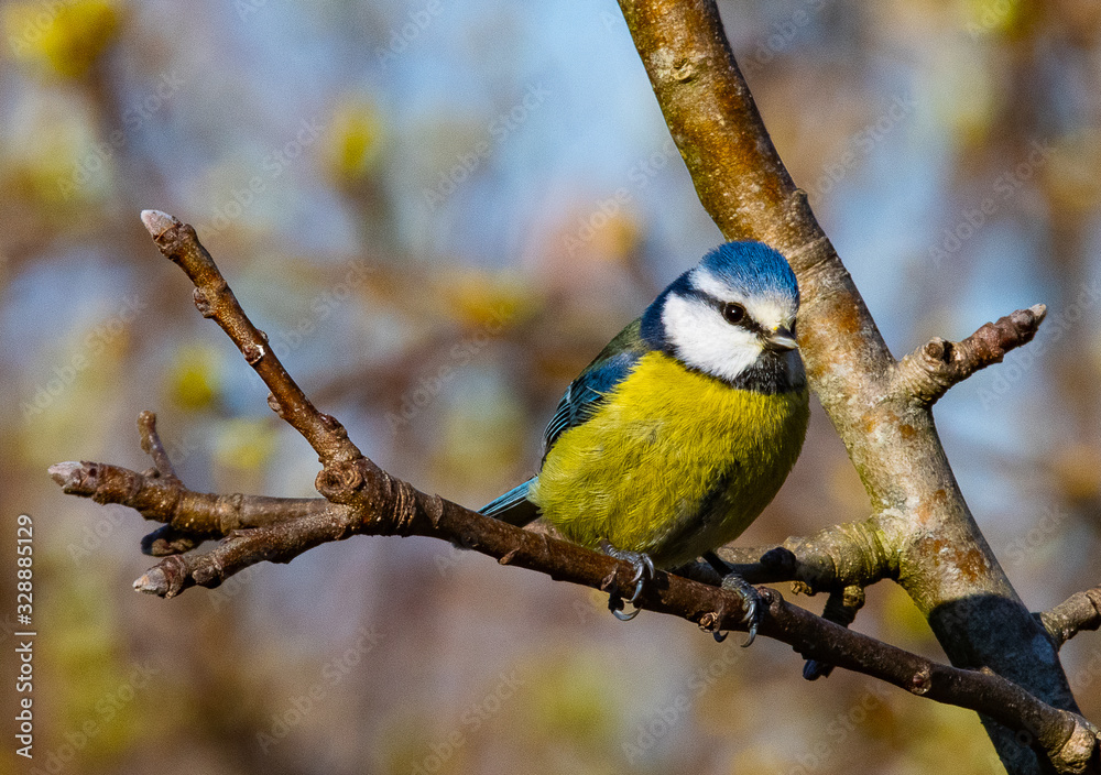 Fototapeta premium mésange bleu