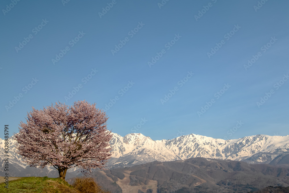 sakura cherry blossom in Japan