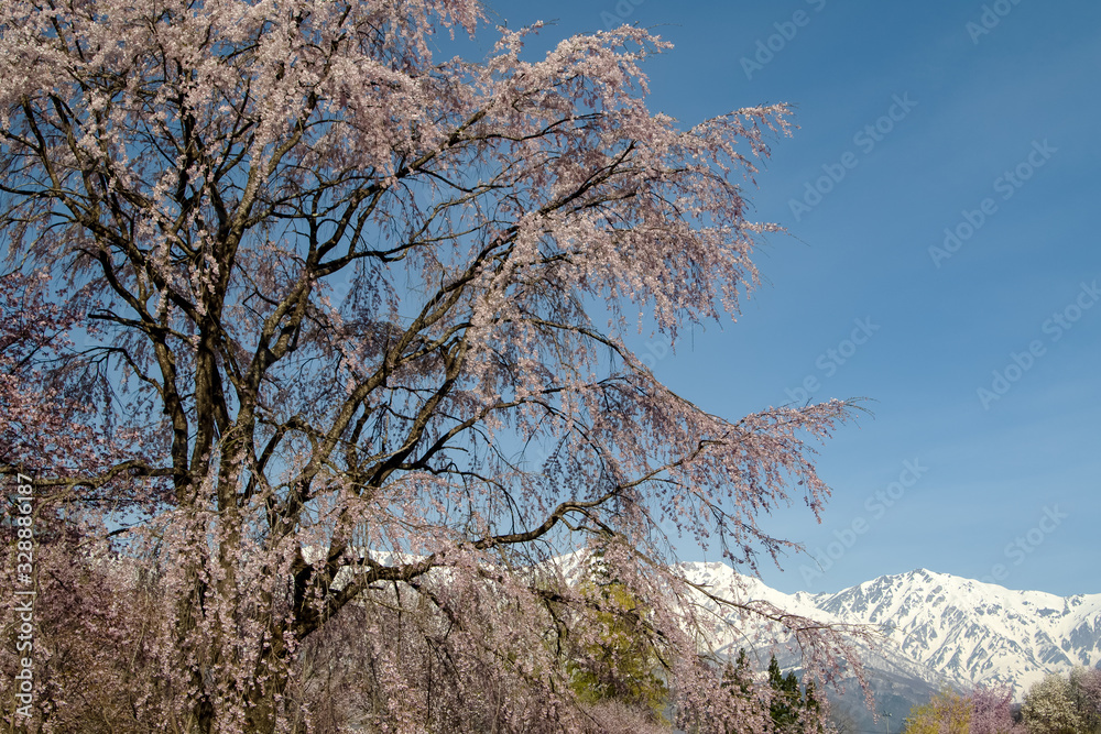 sakura cherry blossom in Japan sakura cherry blossom in Japan