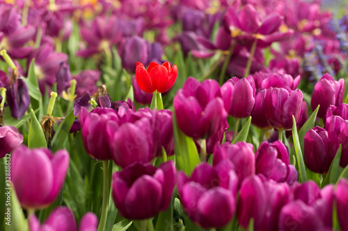 Purple tulips fild with one red flower. Spring background.