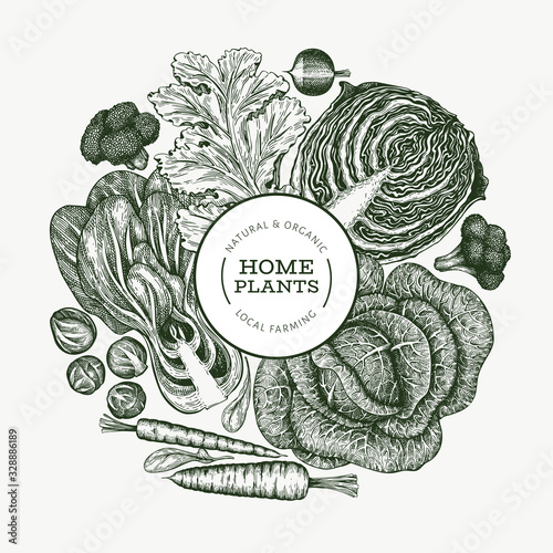 Hand drawn sketch vegetables design. Organic fresh food vector banner template. Retro vegetable background. Engraved style botanical illustrations.