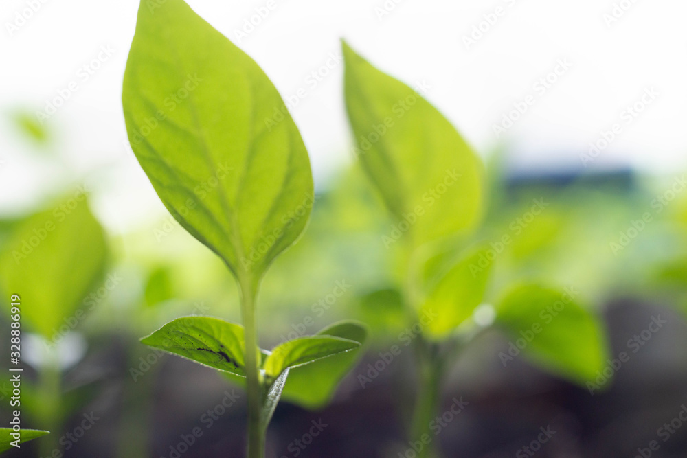 biologically natural and pure plant biologically natural and pure plant