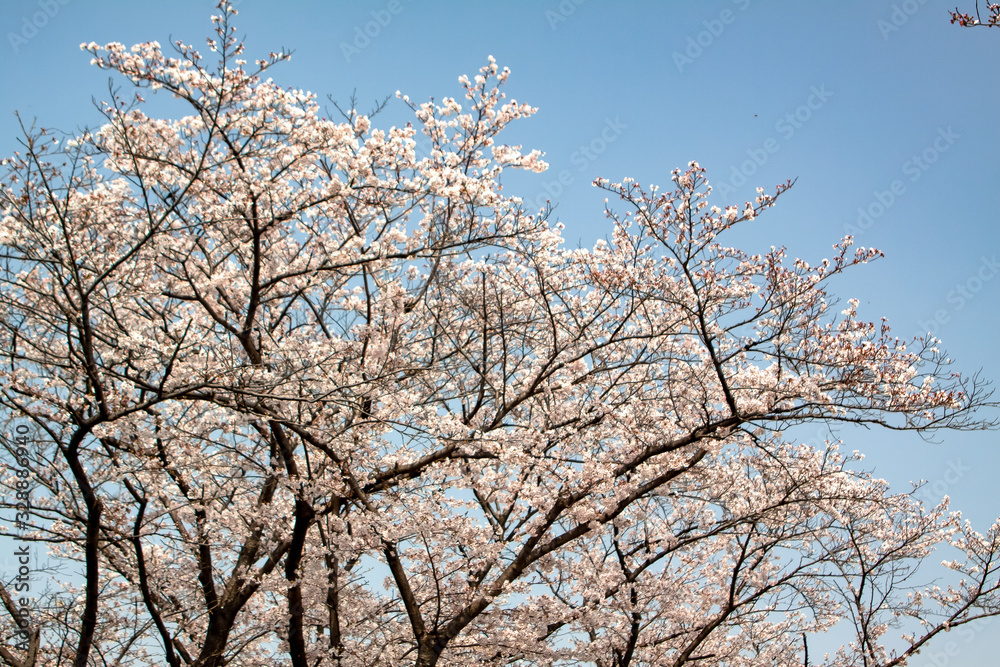 sakura cherry blossom in Japan