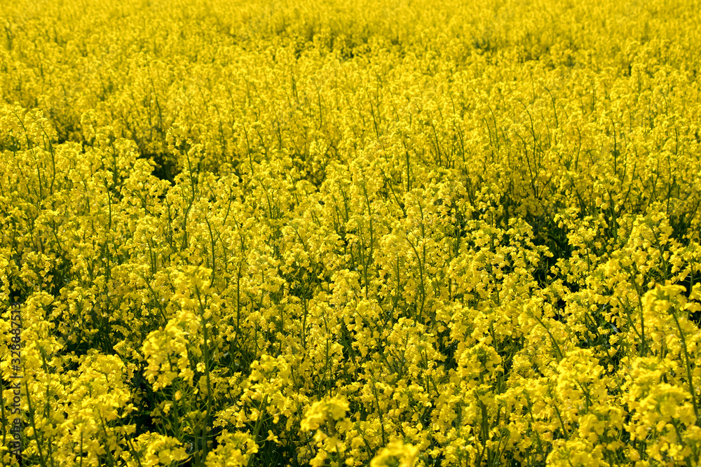 Rape blossom in Hakuba Nagoano