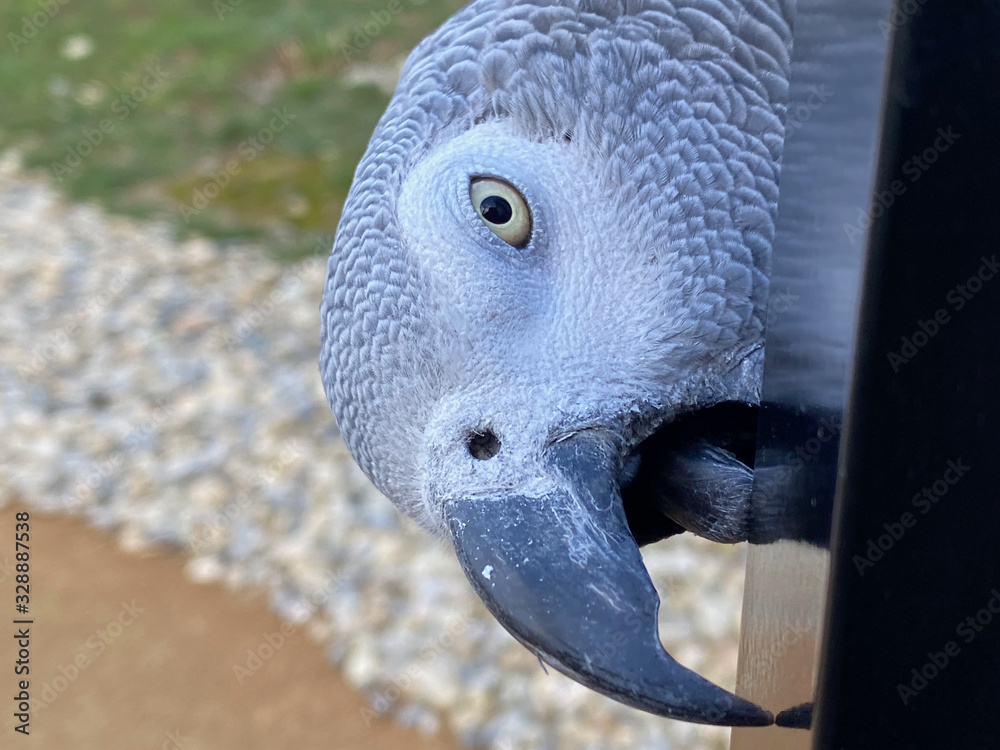 Fototapeta premium Oiseau