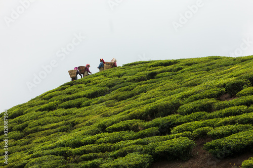 Women picking tea leaves, Ilam, Nepal