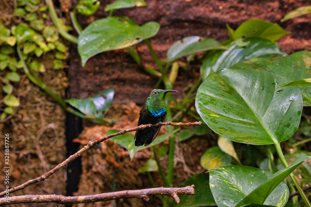 Oiseau Oiseau