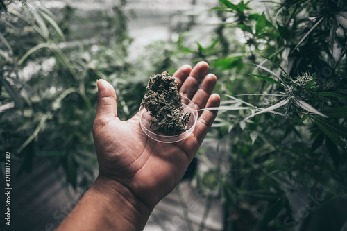 Bild auf Leinwand Medical marijuana flower buds