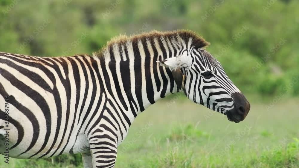 Slow motion African wildlife of an Oxpecker on a Zebra Slow motion African wildlife of an Oxpecker on a Zebra