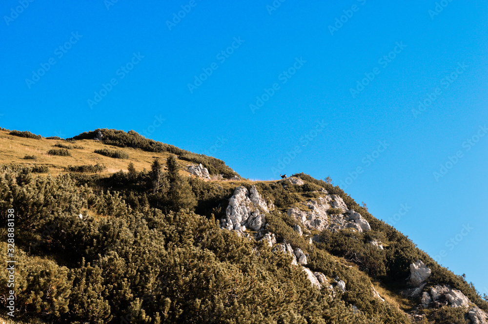goat standing on top of the mountain goat standing on top of the mountain