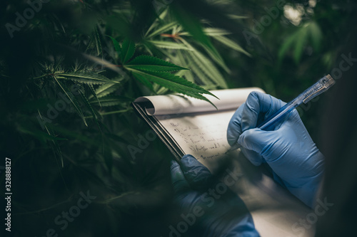 scientist checking on organic cannabis hemp plants in a weed greenhouse. Concept of legalization herbal for alternative medicine with cbd oil, commercial pharmaceptical medicine business industry	 photo