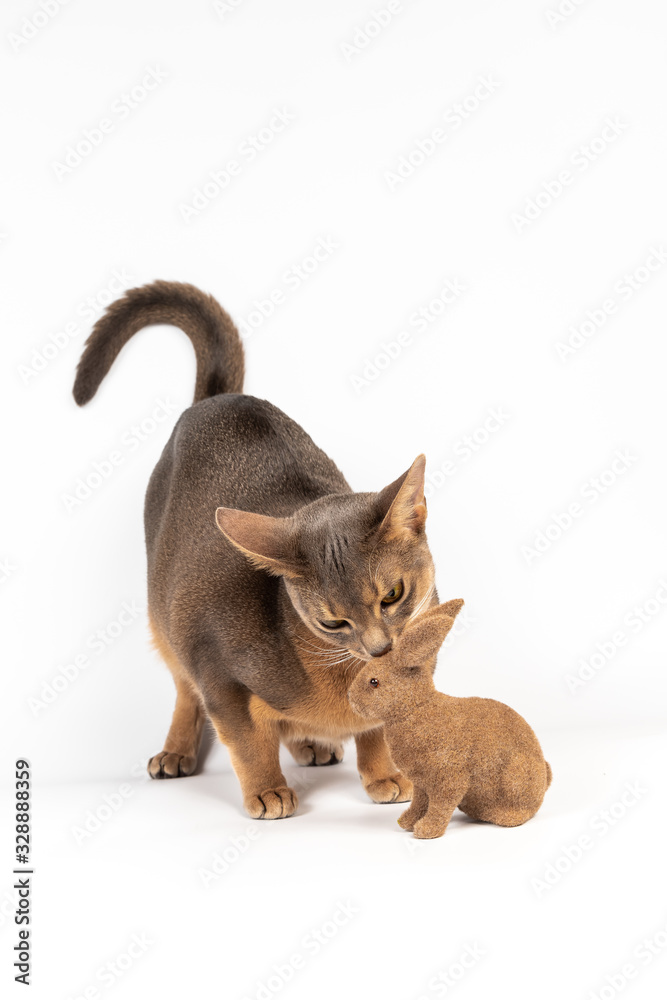 Abyssinian cat touching Easter bunny isolated on white background Abyssinian cat touching Easter bunny isolated on white background