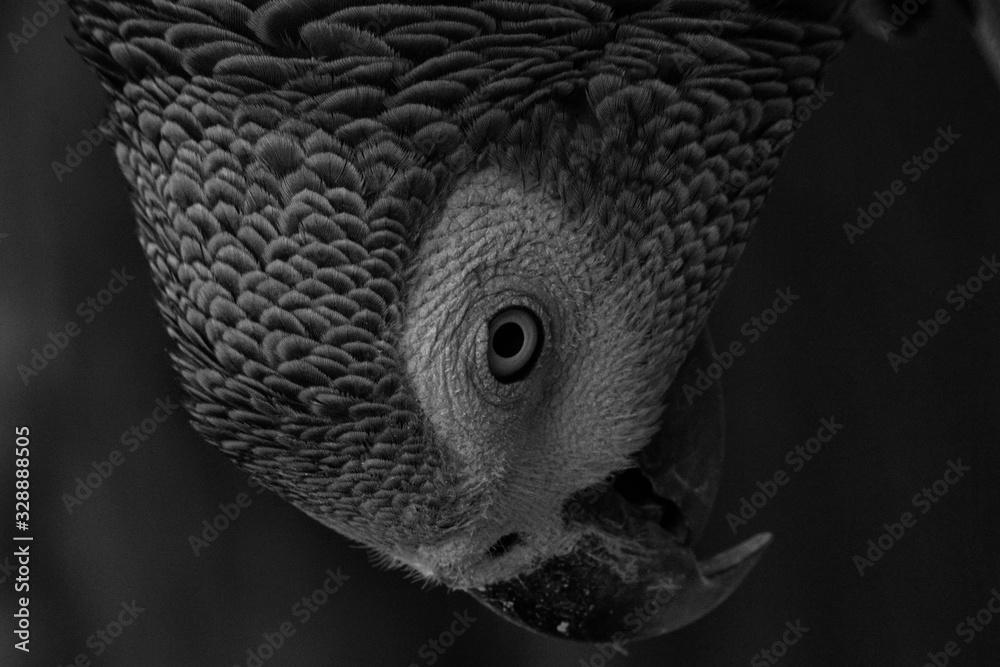 Fototapeta premium Oiseau
