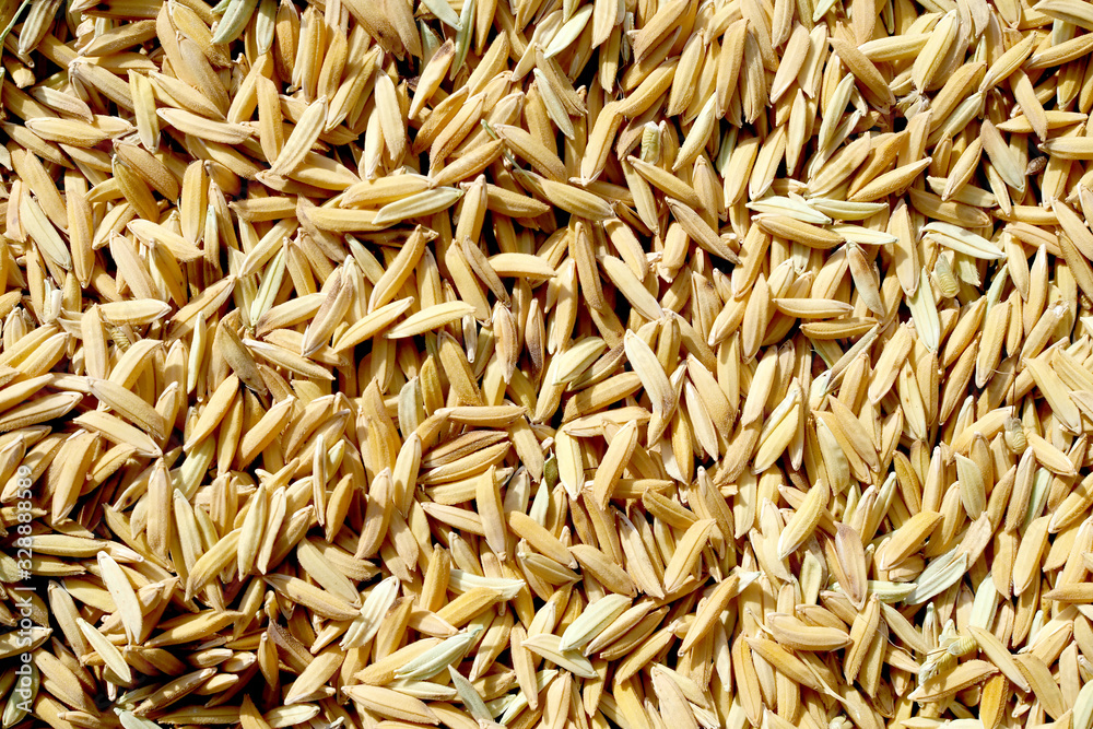Paddy rice of famer inThailand, background paddy rice. Paddy rice of famer inThailand, background paddy rice.