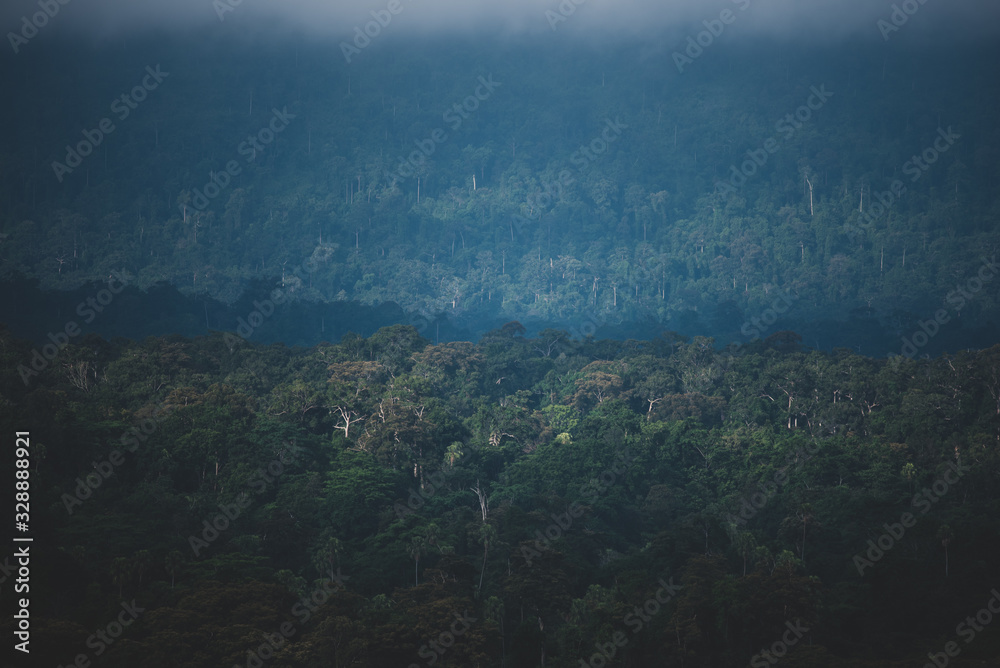 the field of tropical forest, natural landscape scene the field of tropical forest, natural landscape scene