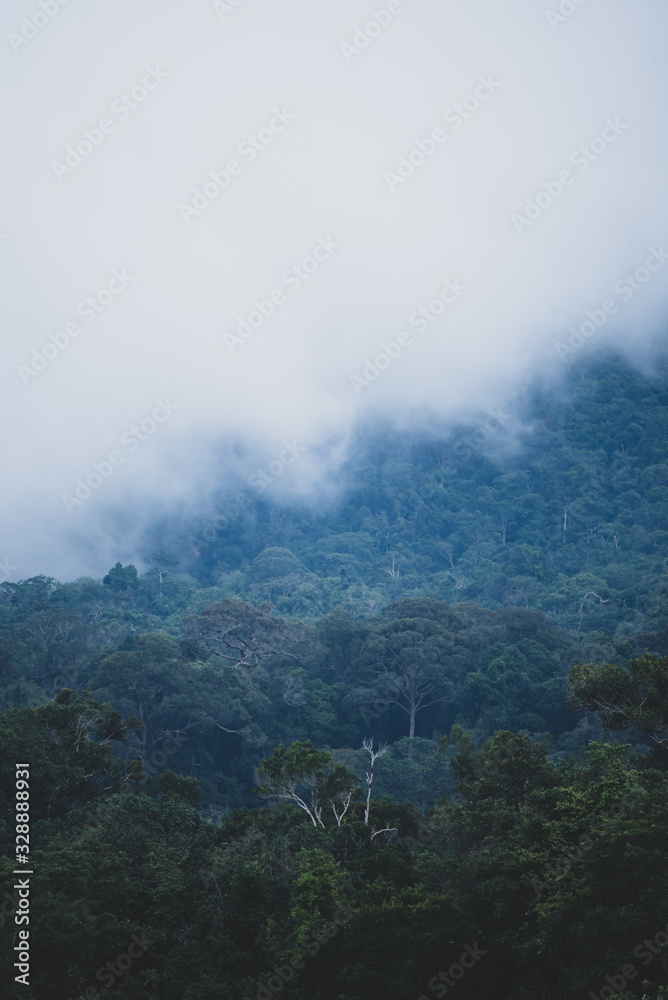 the field of tropical forest, natural landscape scene