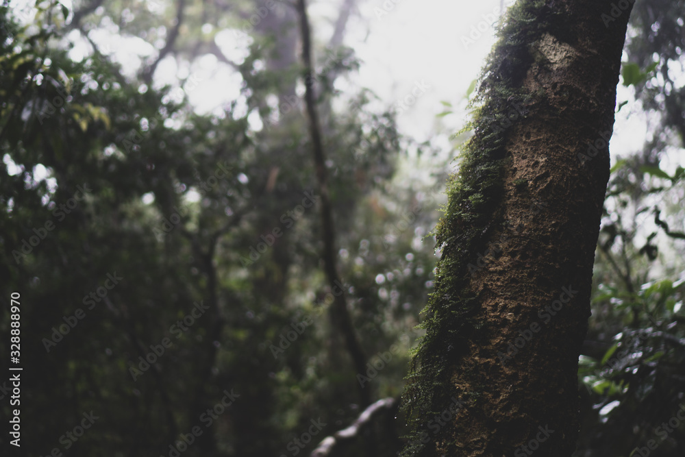 the field of tropical forest, natural landscape scene the field of tropical forest, natural landscape scene