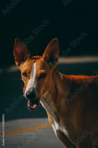 portrait of a dog © ashishkumar