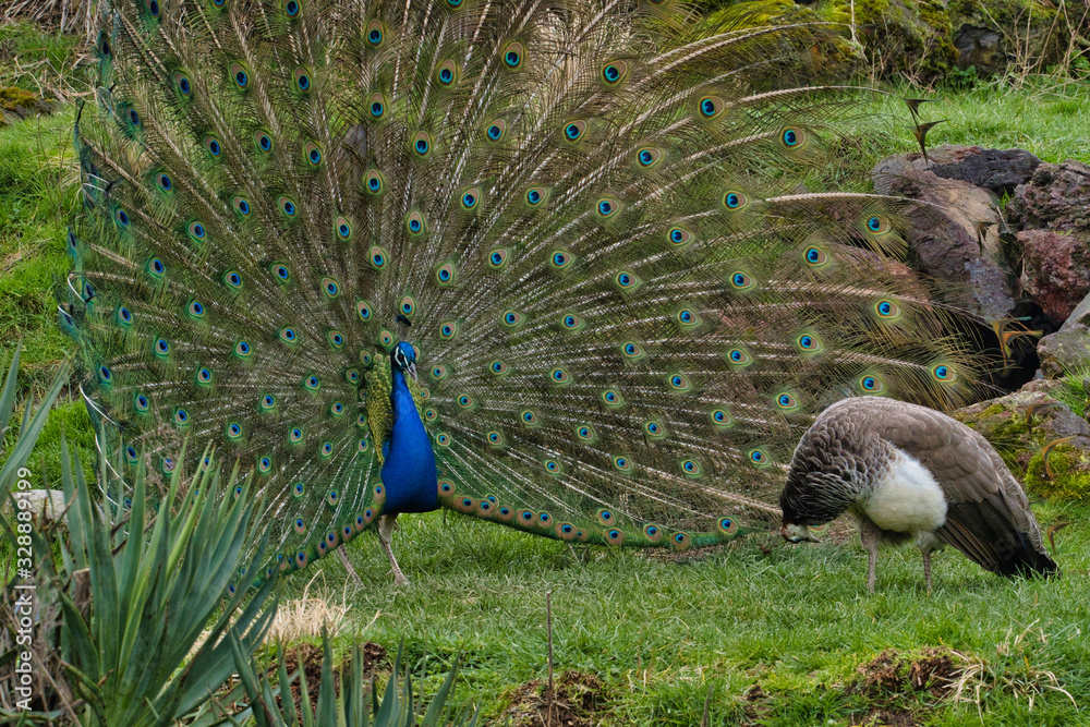 Obraz premium Oiseau